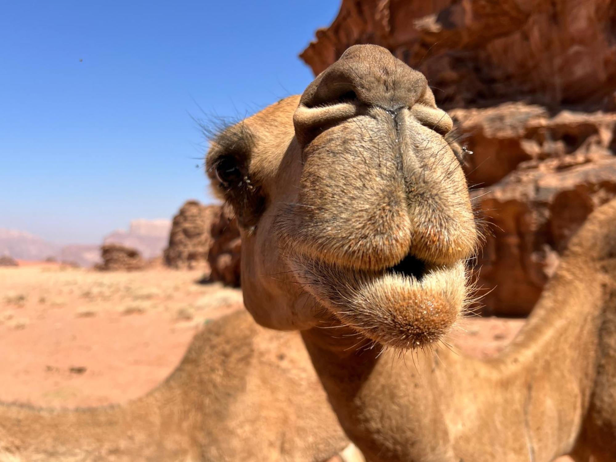 Salameh'S Bedouin Camp Hotell Wadi Rum Exteriör bild